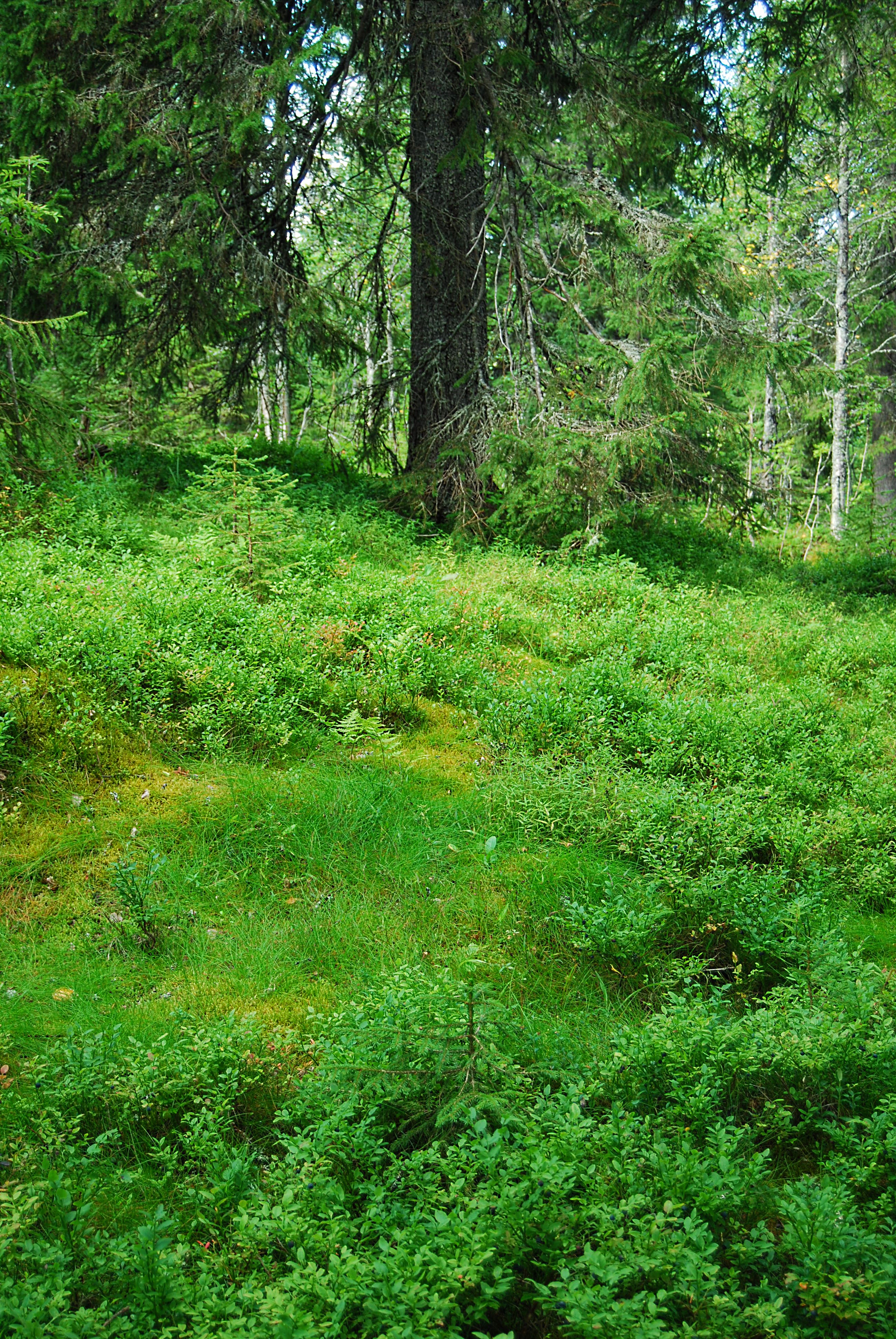 Vegetation of bilberry type forest