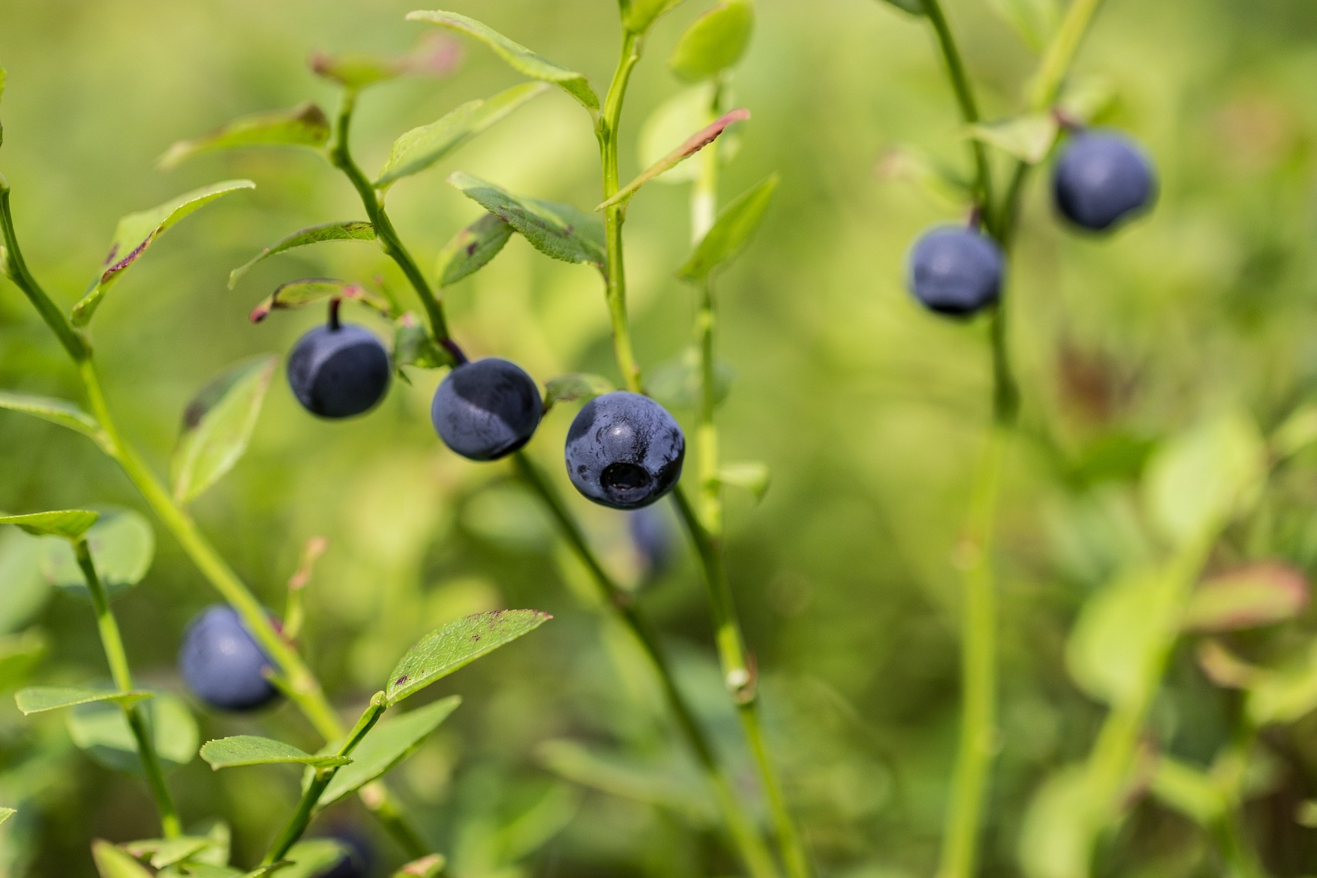 Mustikoita / Blueberries