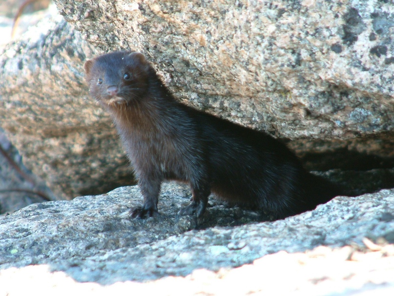 American mink